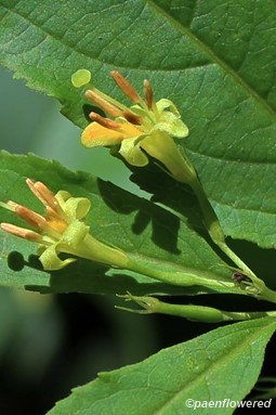 Bush-honeysuckle